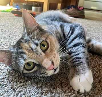 Photo of Cindy (BONDED WITH BOBBY)