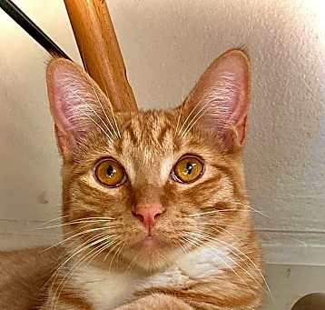 Photo of Bobby (BONDED WITH CINDY)