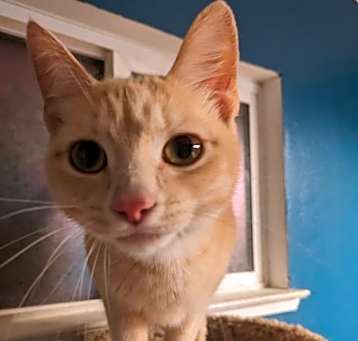 Photo of Kona (Owner Assist)