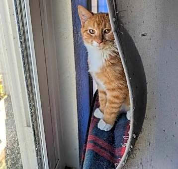 Photo of Ron - Considering safe indoor/outdoor placement