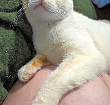Photo of Mau