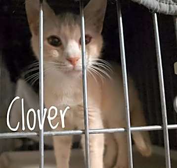 Photo of Clover