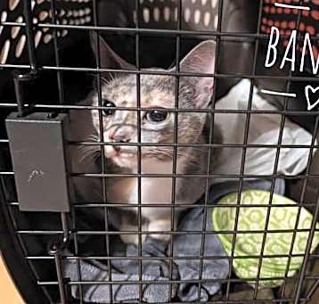 Photo of Bandit