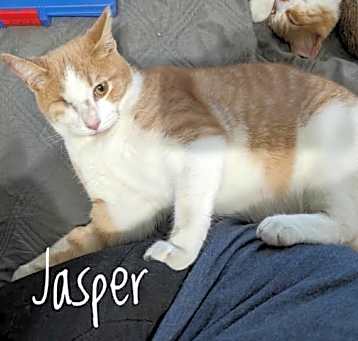 Photo of Jasper