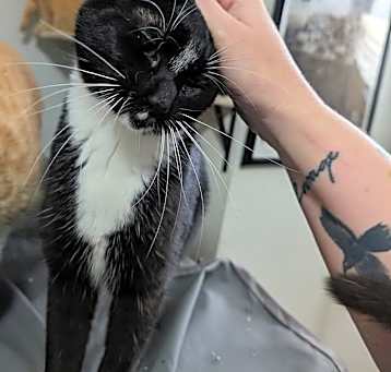 Photo of Oreo - Considering Indoor/Outdoor Placement