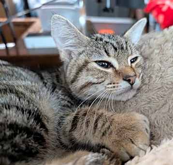 Photo of June Bug