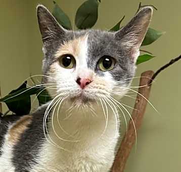 Photo of Rose