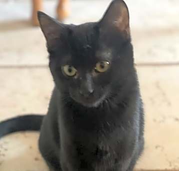 Photo of Raven