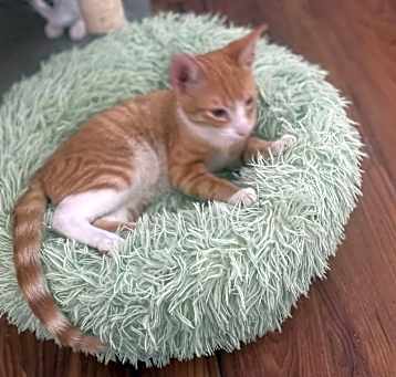 Photo of Petie