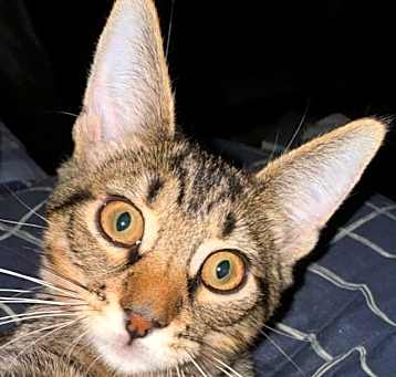 Photo of Milo