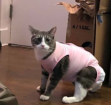 Photo of Puddles