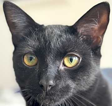 Photo of Saks bonded Barney