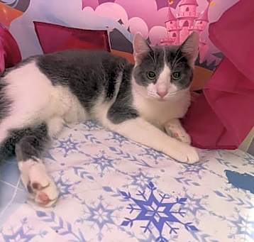 Photo of Drizzle