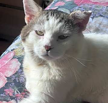 Photo of Meowzart