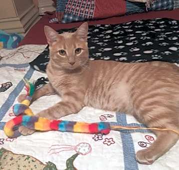Photo of Boots 2