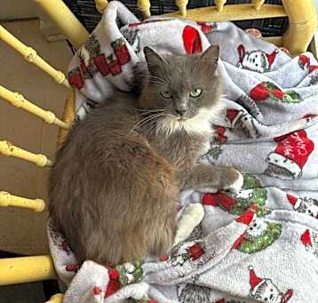 Photo of Celeste