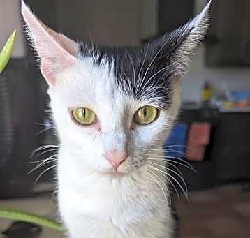 Photo of Zelda