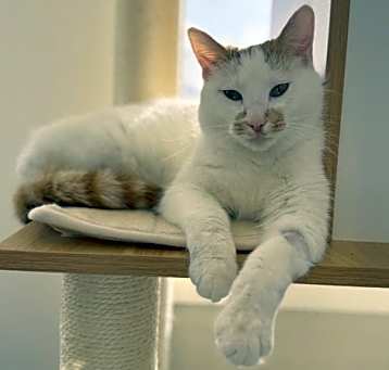 Photo of Miss Muffet