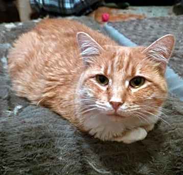 Photo of Cornelia
