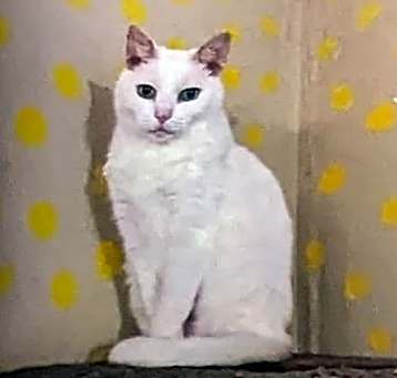Photo of Pinky