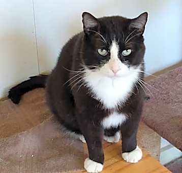Photo of Sylvester
