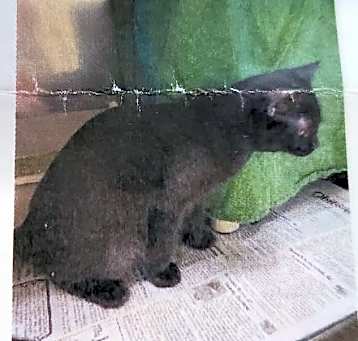 Photo of Raven