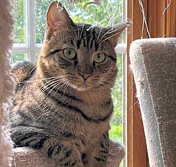 Photo of Golden