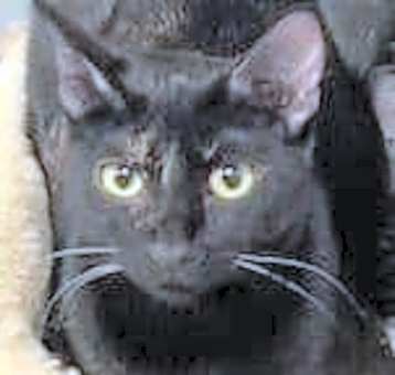 Photo of Shy