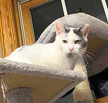 Photo of Spot