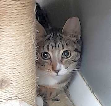 Photo of Pebbles