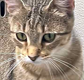 Photo of Sweetie