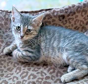 Photo of Quasar