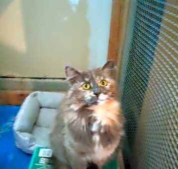 Photo of Misty