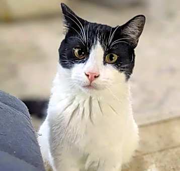 Photo of Comet