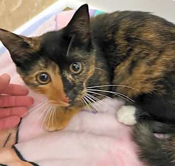 Photo of Kiwi
