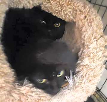 Photo of Toothless