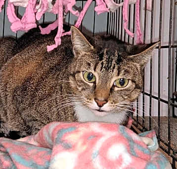Photo of Pebbles