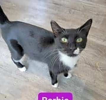 Photo of Barbie