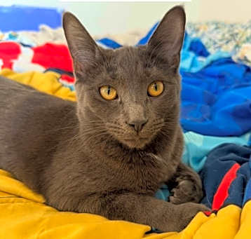 Photo of Prudence ( Bonded with Hyacinth)