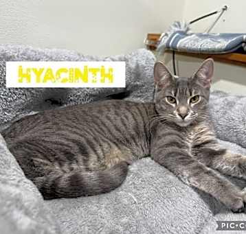Photo of Hyacinth (bonded with Prudence)