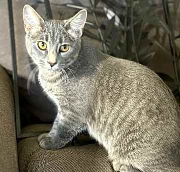 Photo of Briar