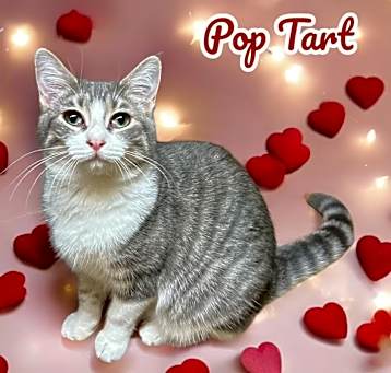Photo of Poptart