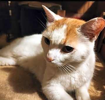 Photo of Snowy