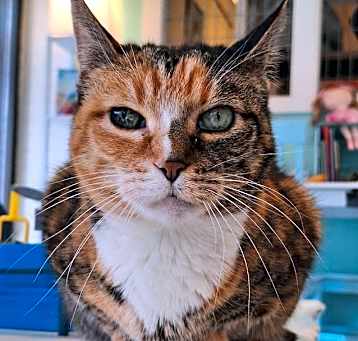 Photo of Kitty