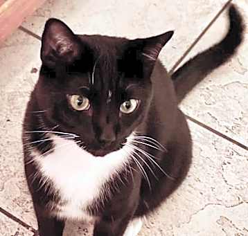 Photo of Oreo