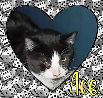Photo of Ace