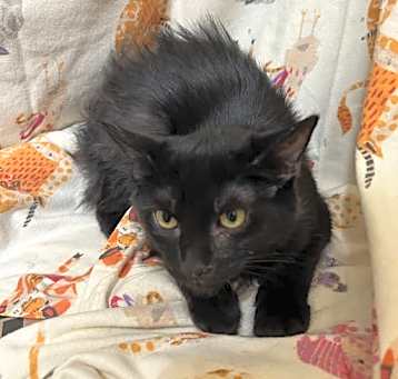 Photo of Daphne