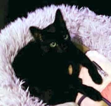 Photo of Cher