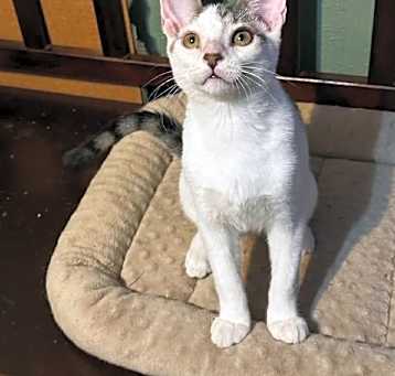 Photo of Sprinkles