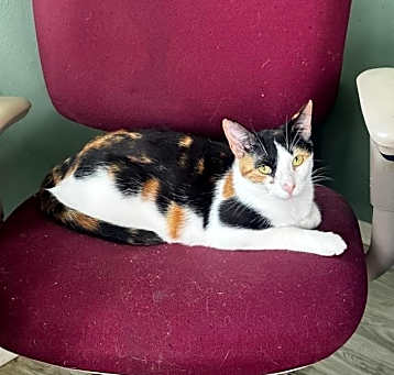 Photo of Spice